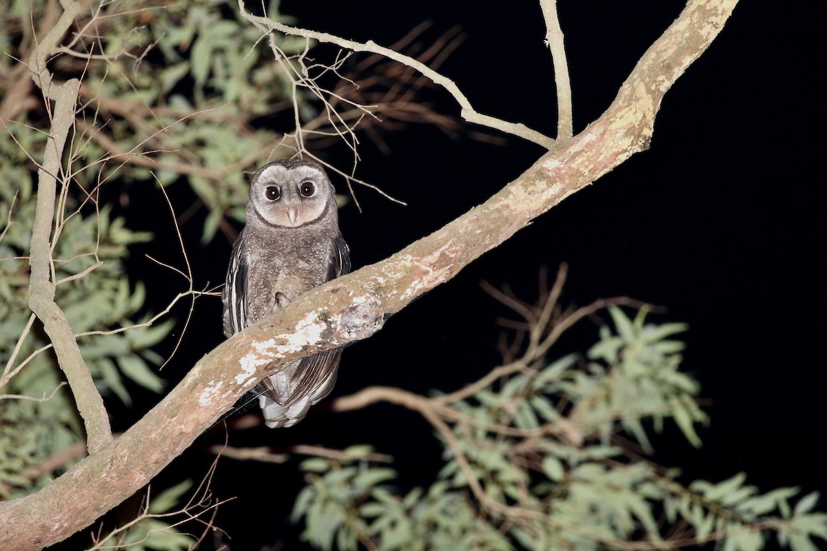 Sooty Owl (Greater) - ML617110577