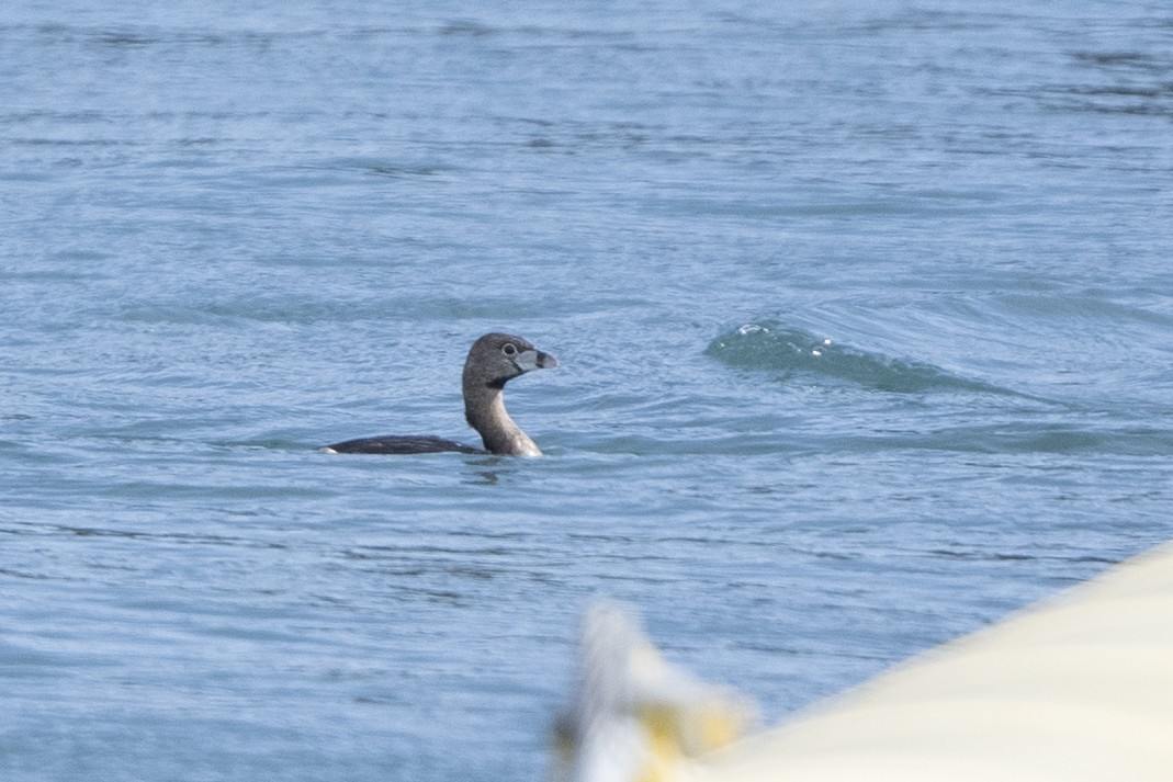 Pied-billed Grebe - ML617110584