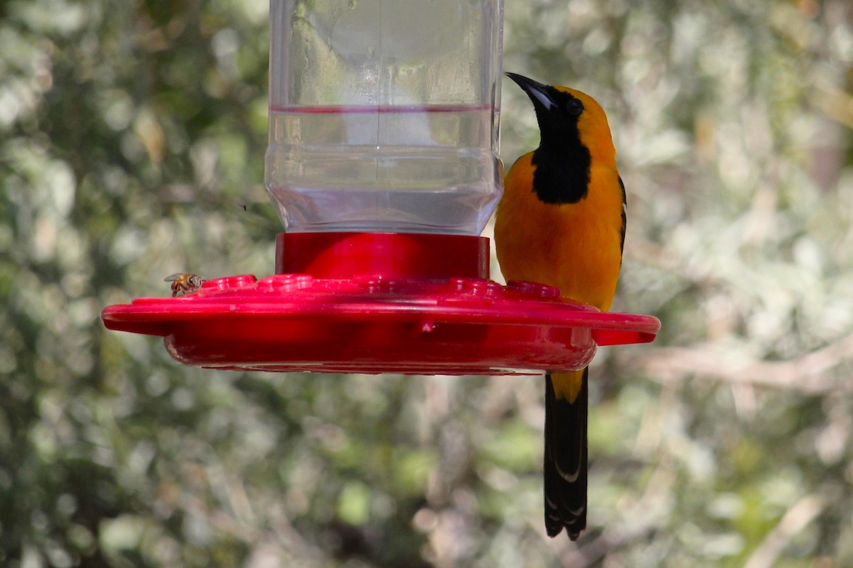 Hooded Oriole - ML617110586