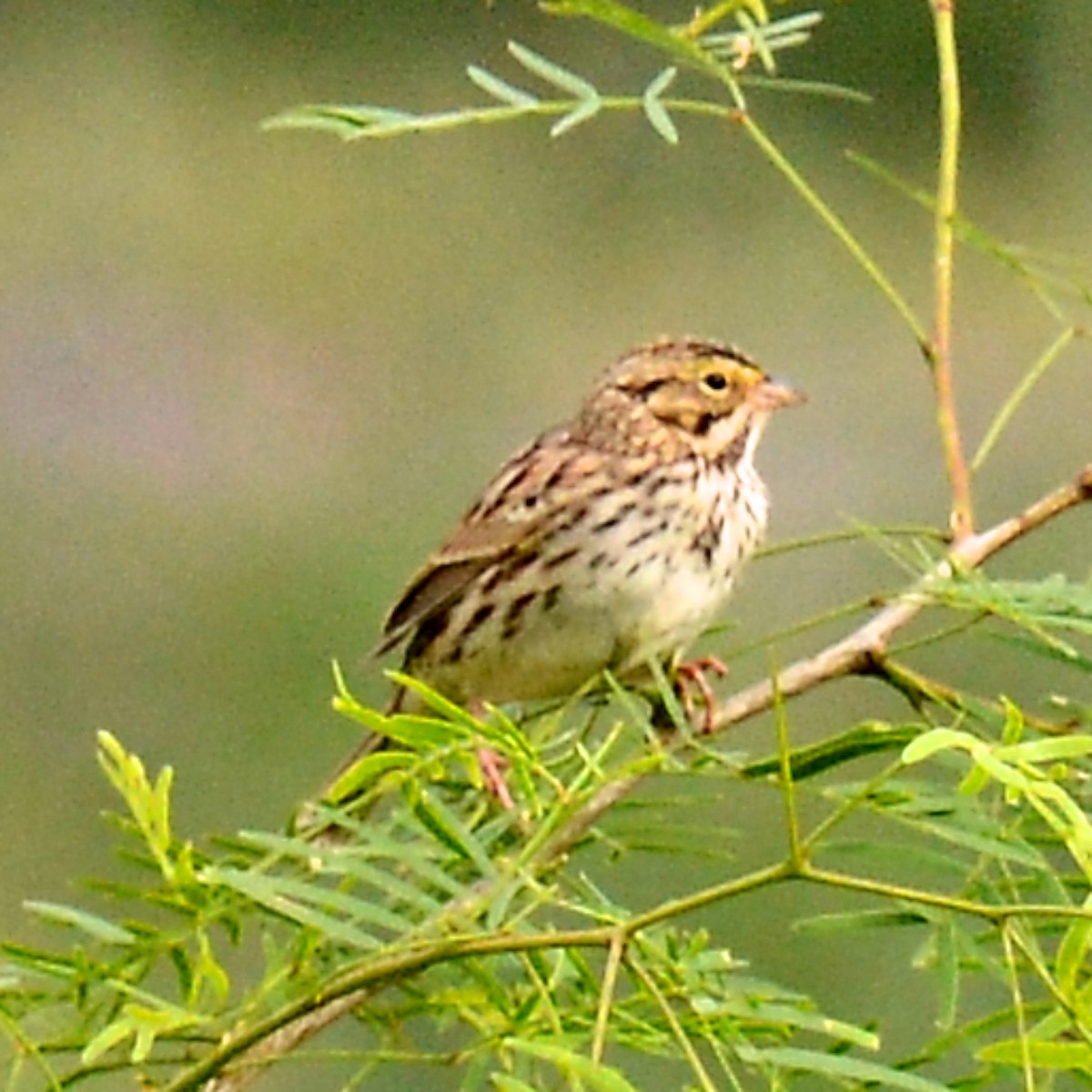 Savannah Sparrow - ML617110594