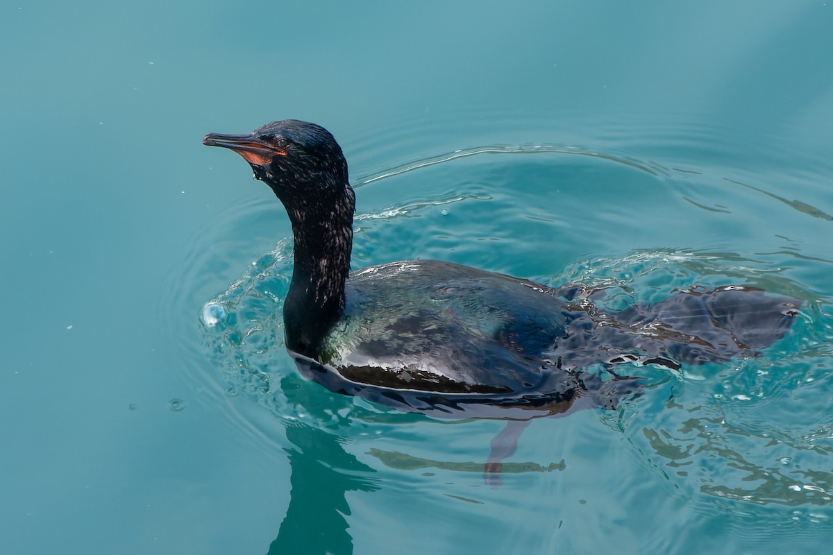 Pelagic Cormorant - David Kidwell