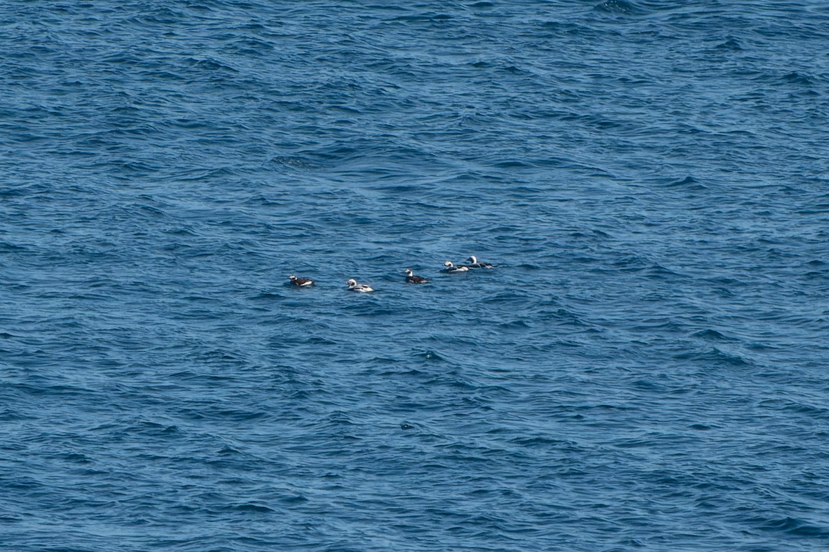 Long-tailed Duck - ML617110654