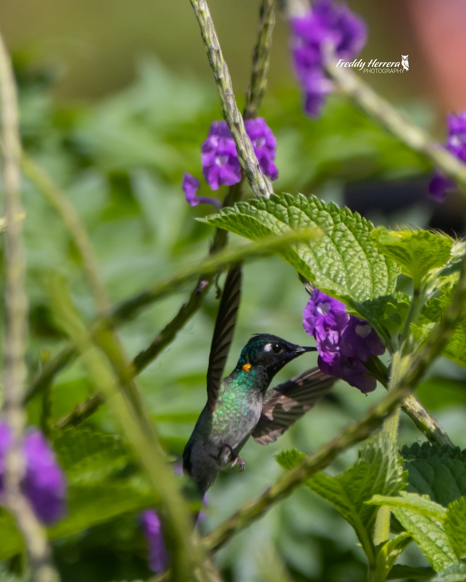 Violet-headed Hummingbird - Freddy Herrera