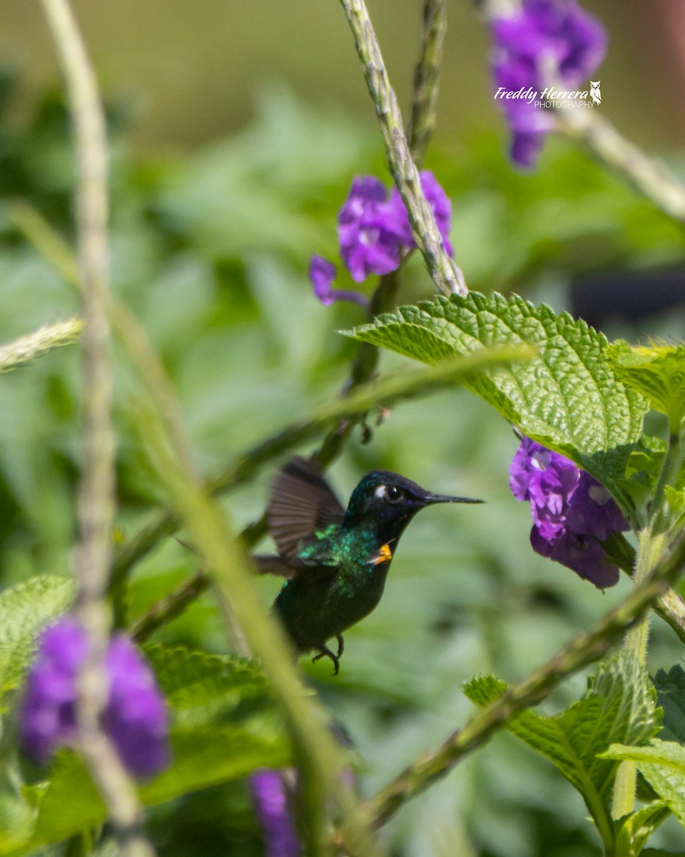 Violet-headed Hummingbird - Freddy Herrera