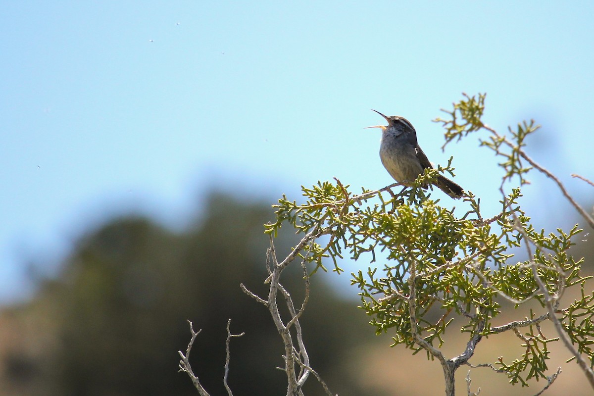 Bewick's Wren - ML617110666