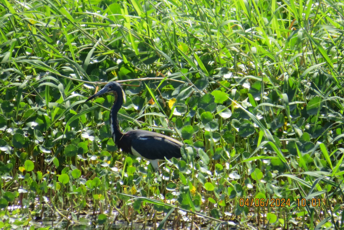 Tricolored Heron - Paul Wolter