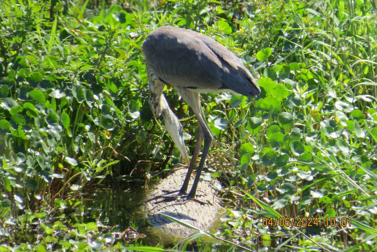 Great Blue Heron - ML617110701