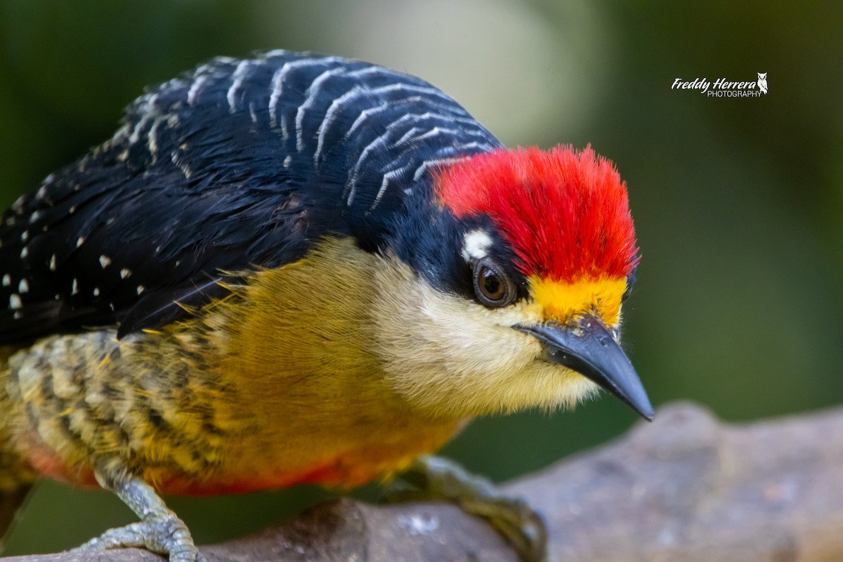 Black-cheeked Woodpecker - Freddy Herrera