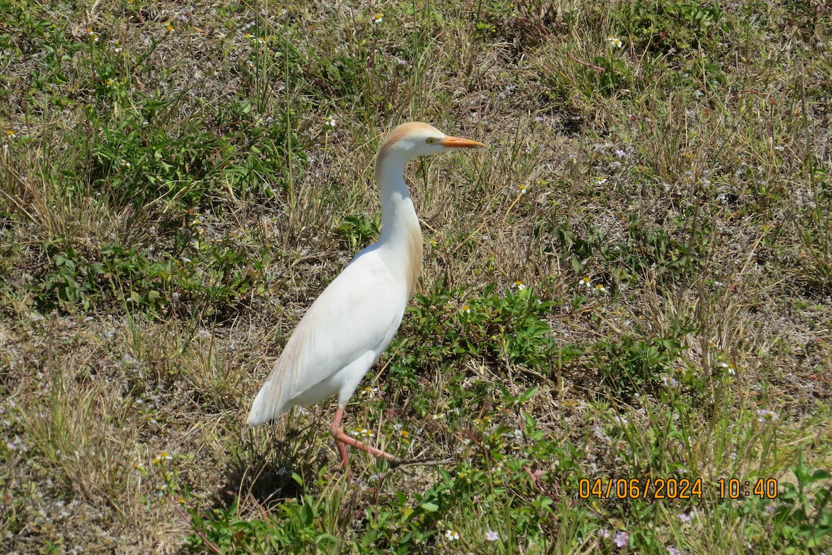 Чапля єгипетська (підвид ibis) - ML617110748