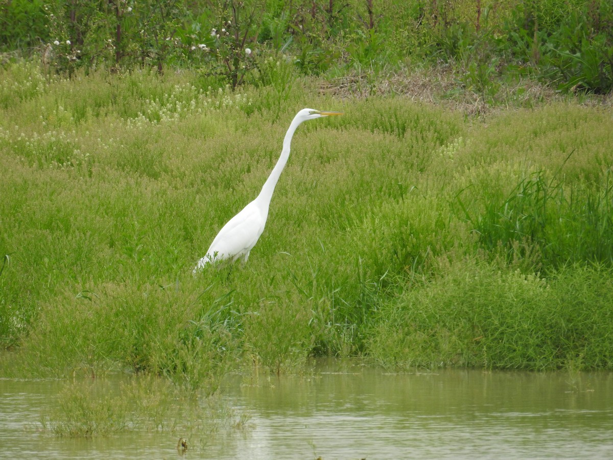 Great Egret - ML617110791