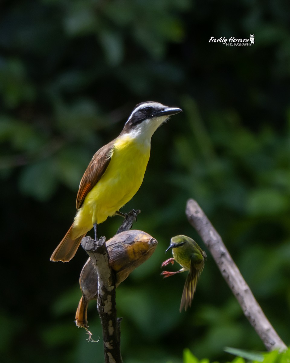 Great Kiskadee - ML617110794