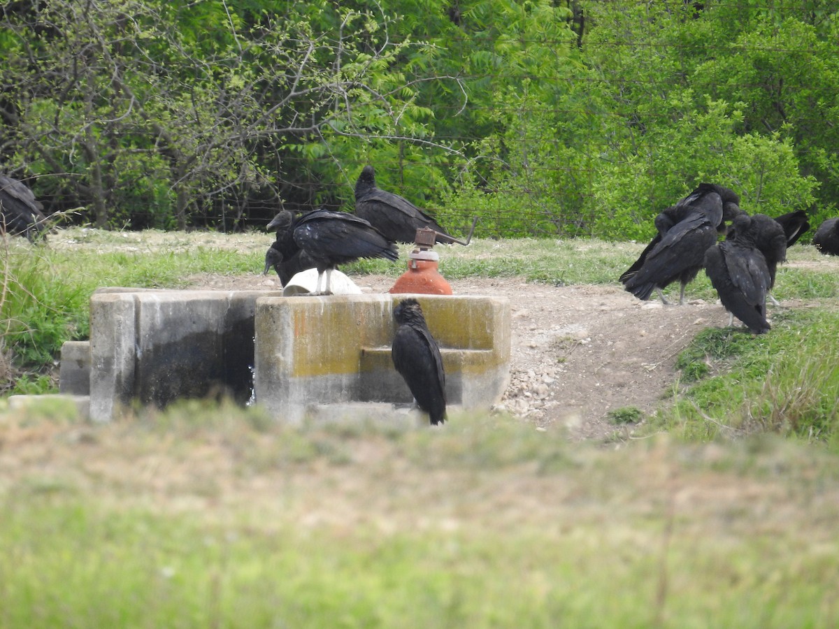 Black Vulture - ML617110807