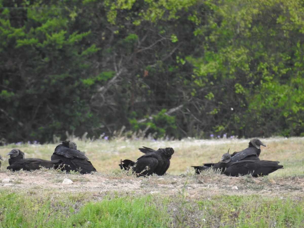 Black Vulture - ML617110808