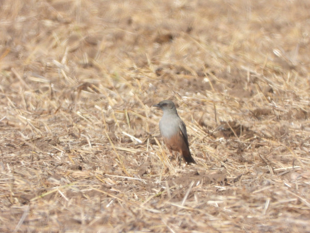 Çukulata Renkli Tiran - ML617110812