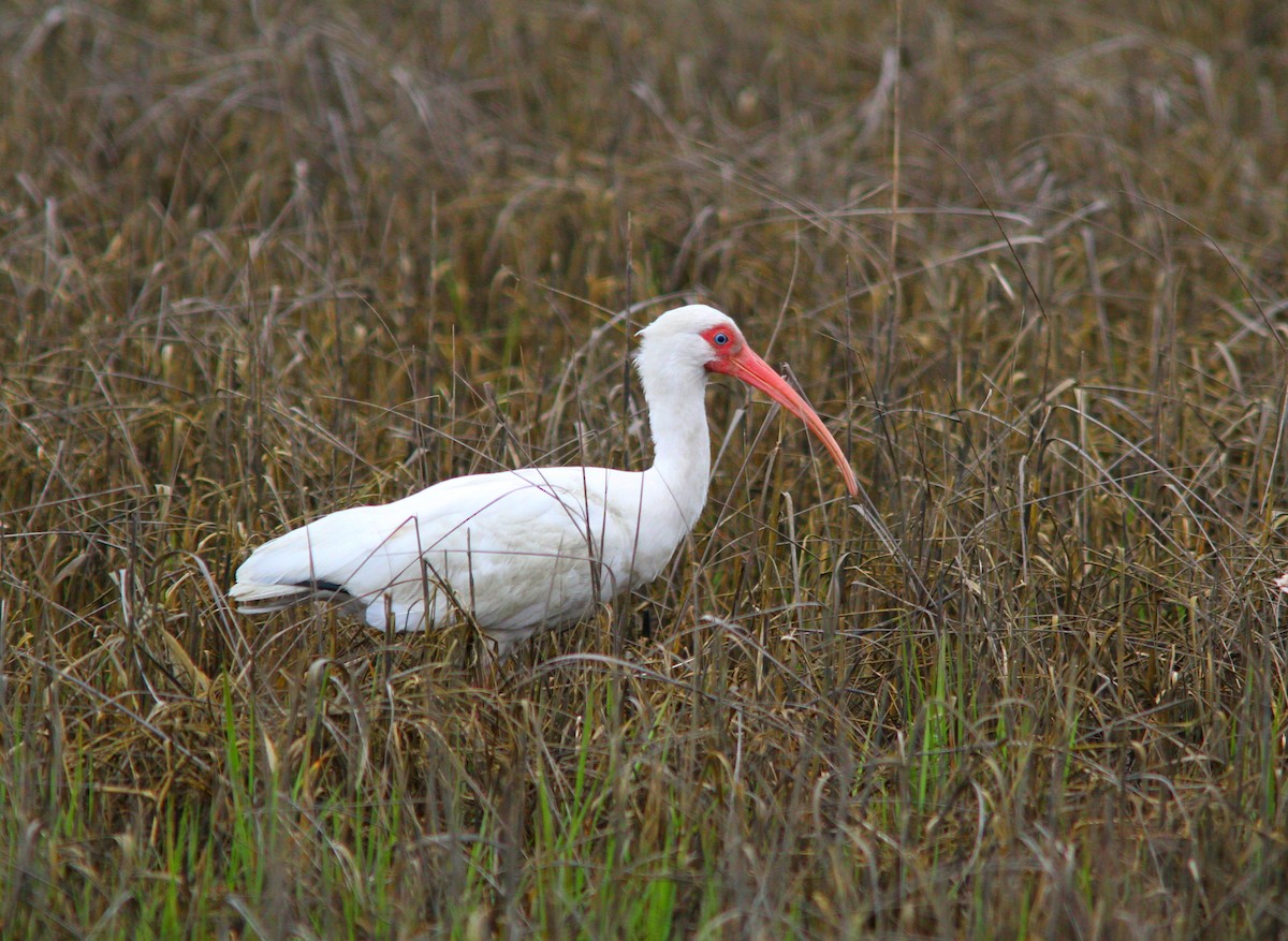 Ibis blanc - ML617110835