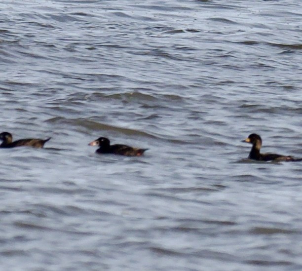 Surf Scoter - ML617110885