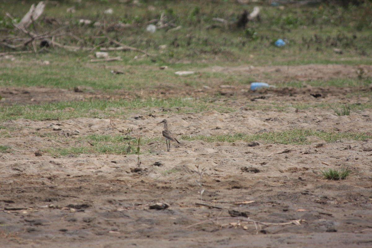 American Golden-Plover - ML617110895