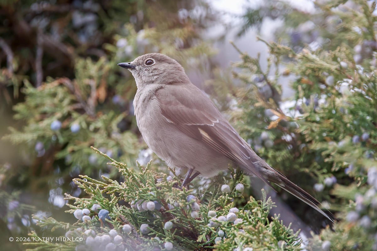 Townsend's Solitaire - ML617110907