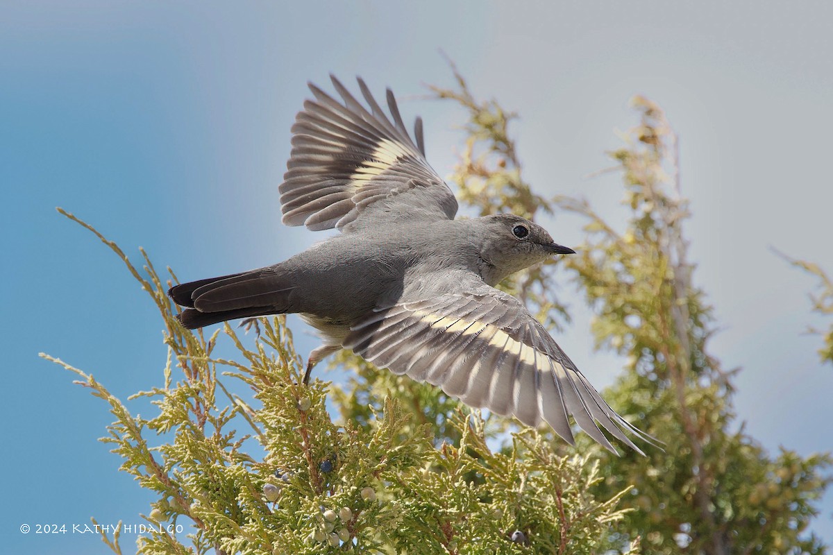 Townsend's Solitaire - ML617110908