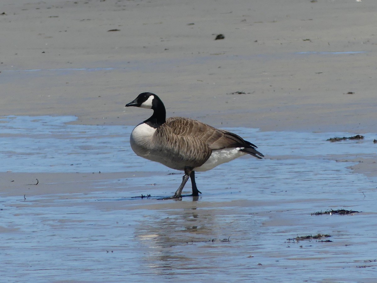 Canada Goose - Sue Deschene