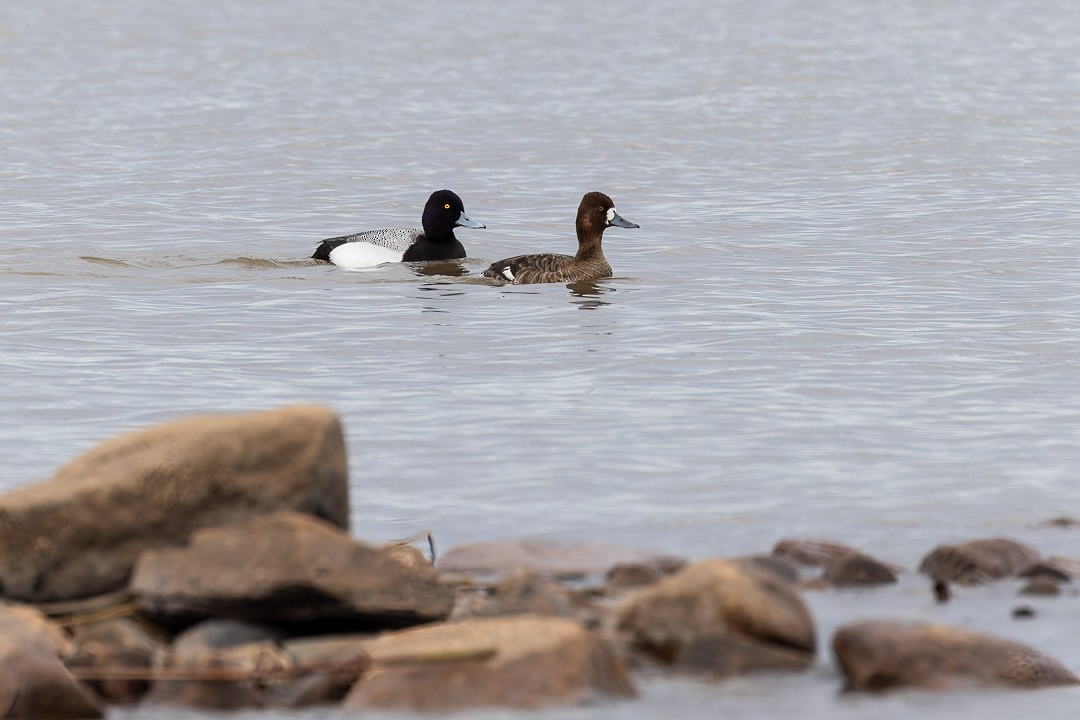 Lesser Scaup - Sheri Minardi