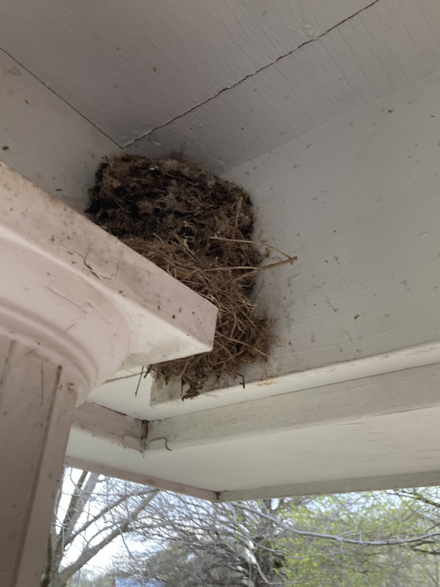 Eastern Phoebe - ML617110971