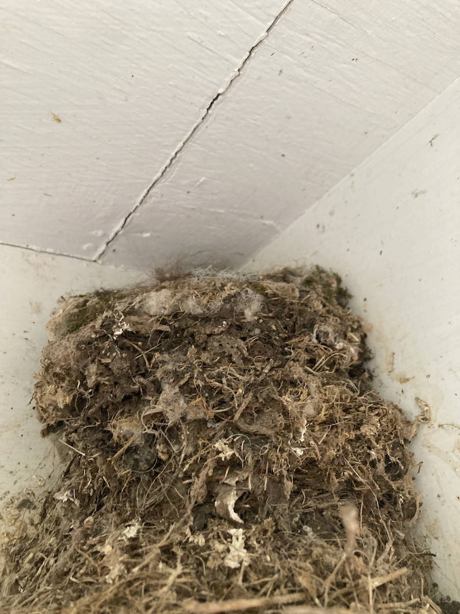 Eastern Phoebe - ML617110972