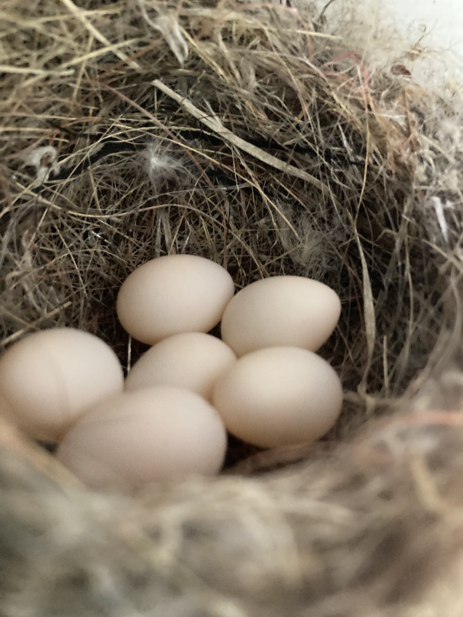 Eastern Phoebe - ML617110974
