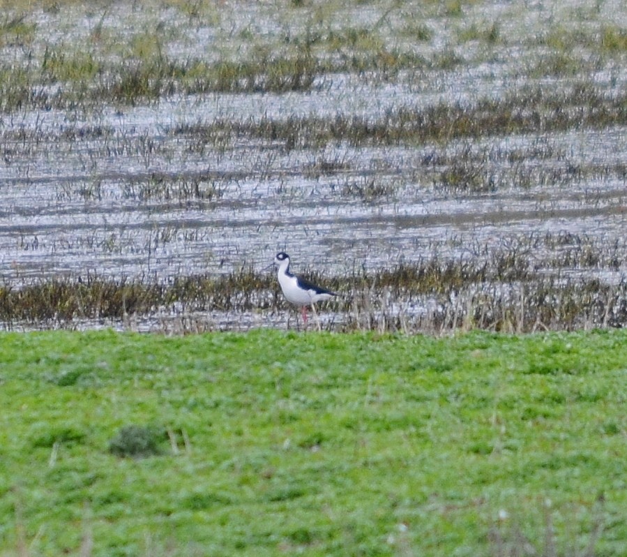 Black-necked Stilt - ML617111034