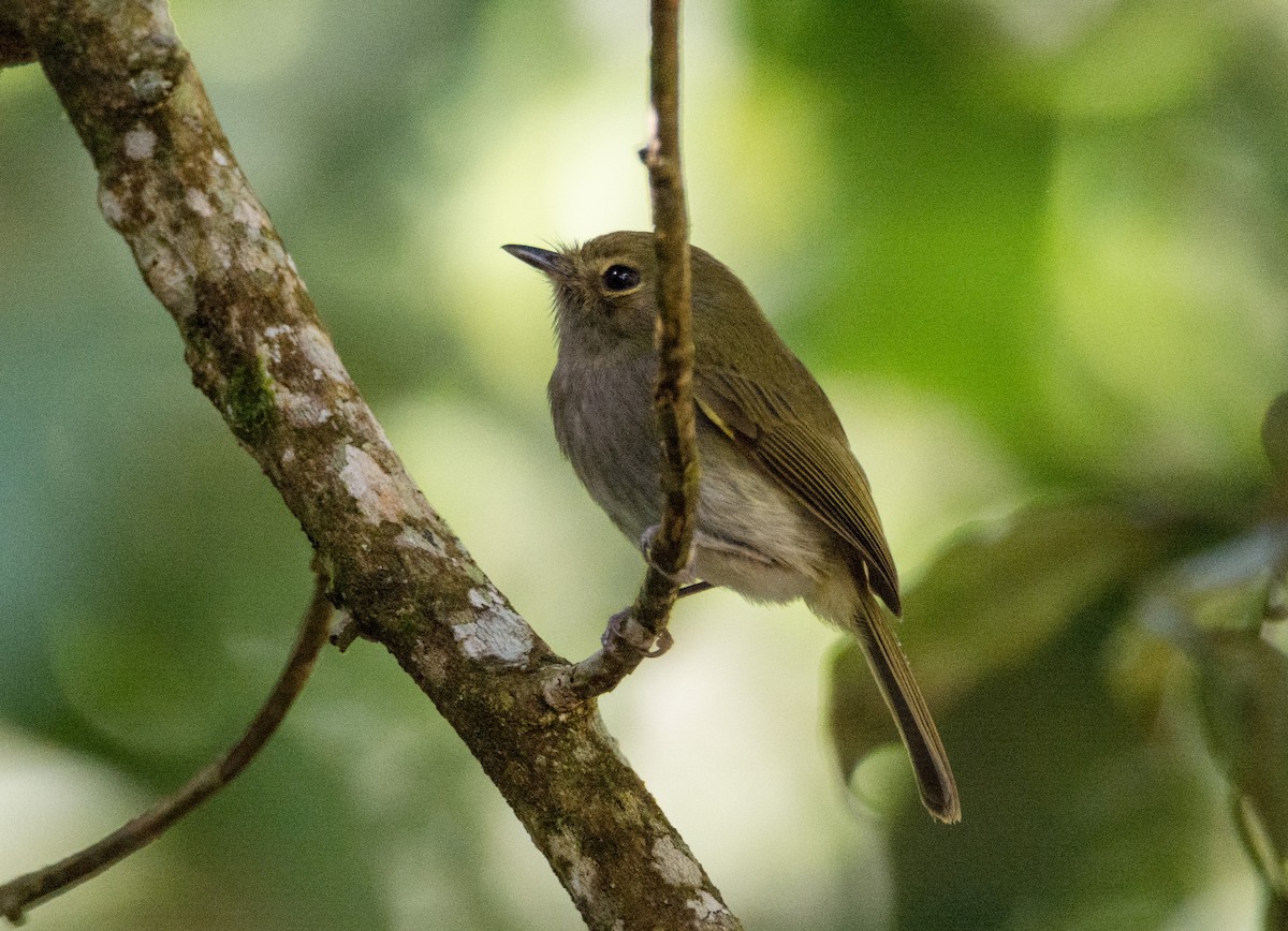 コビトドリモドキ - ML617111037