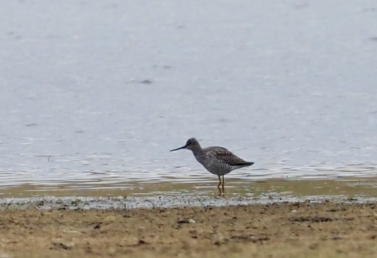 Greater Yellowlegs - ML617111063