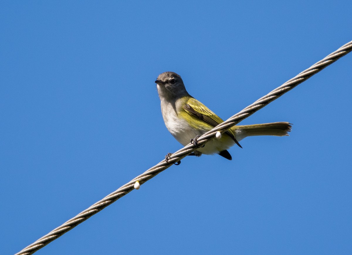 Gray-capped Tyrannulet - Eduardo Vieira 17