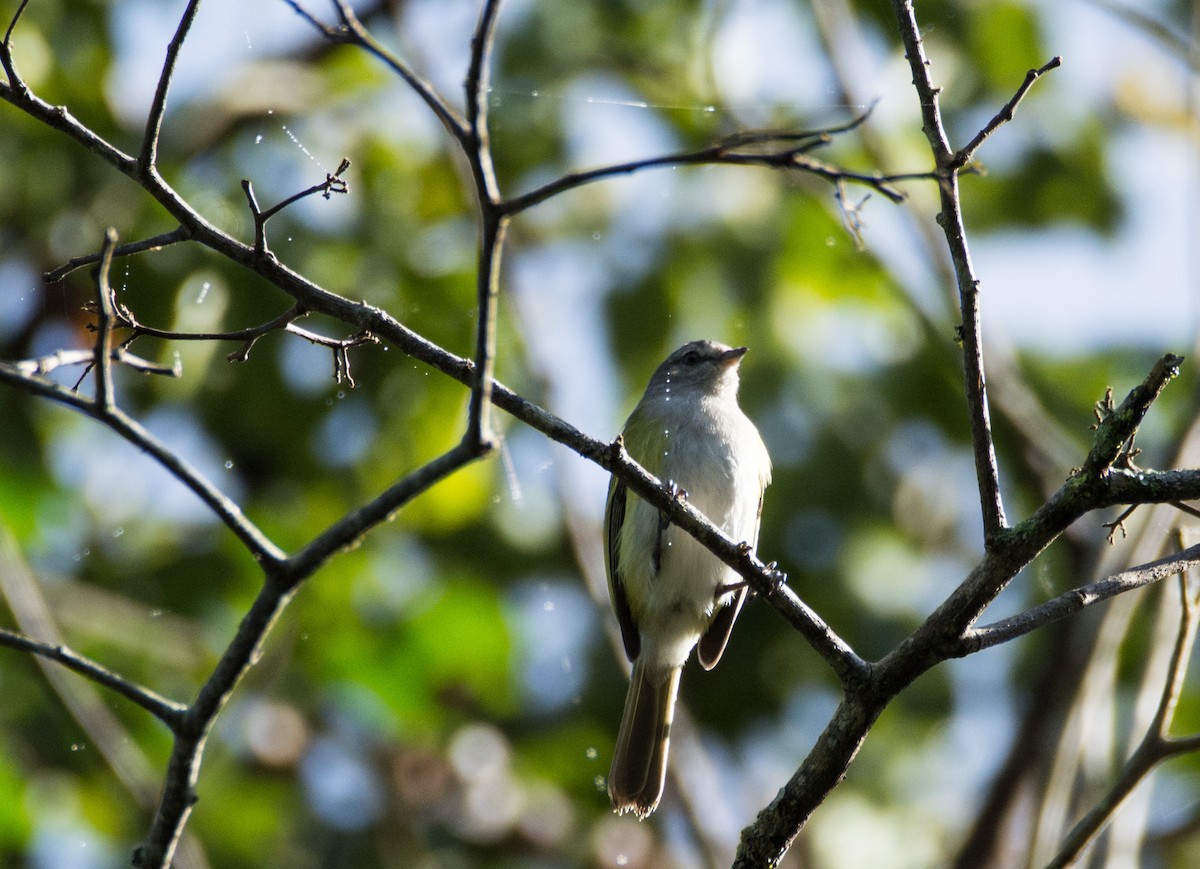 Gray-capped Tyrannulet - Eduardo Vieira 17