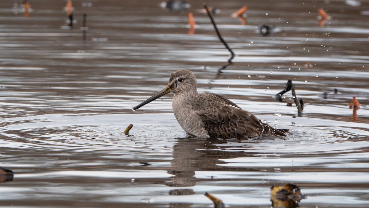 Long-billed Dowitcher - ML617111088