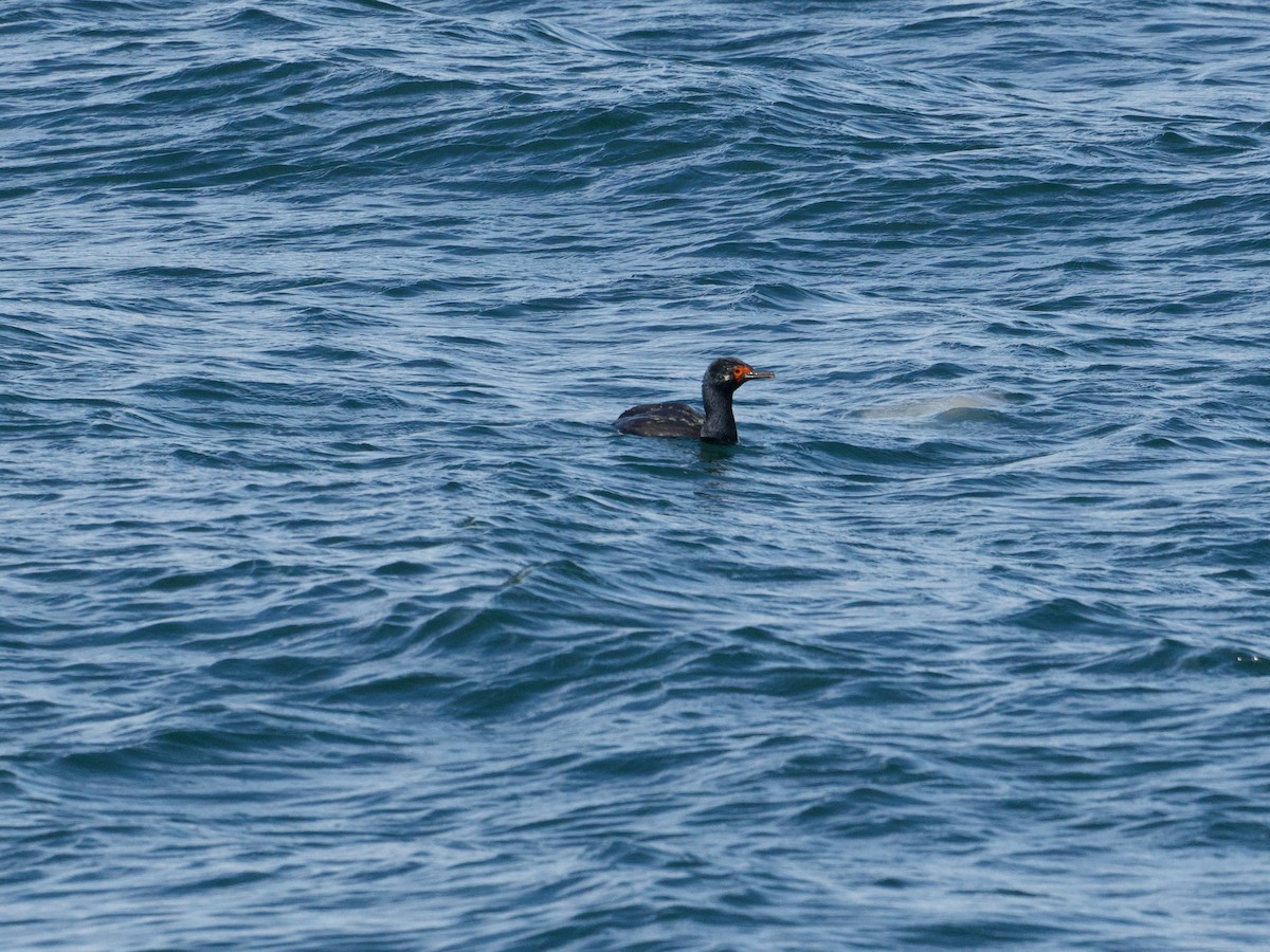 Cormorán Magallánico - ML617111144