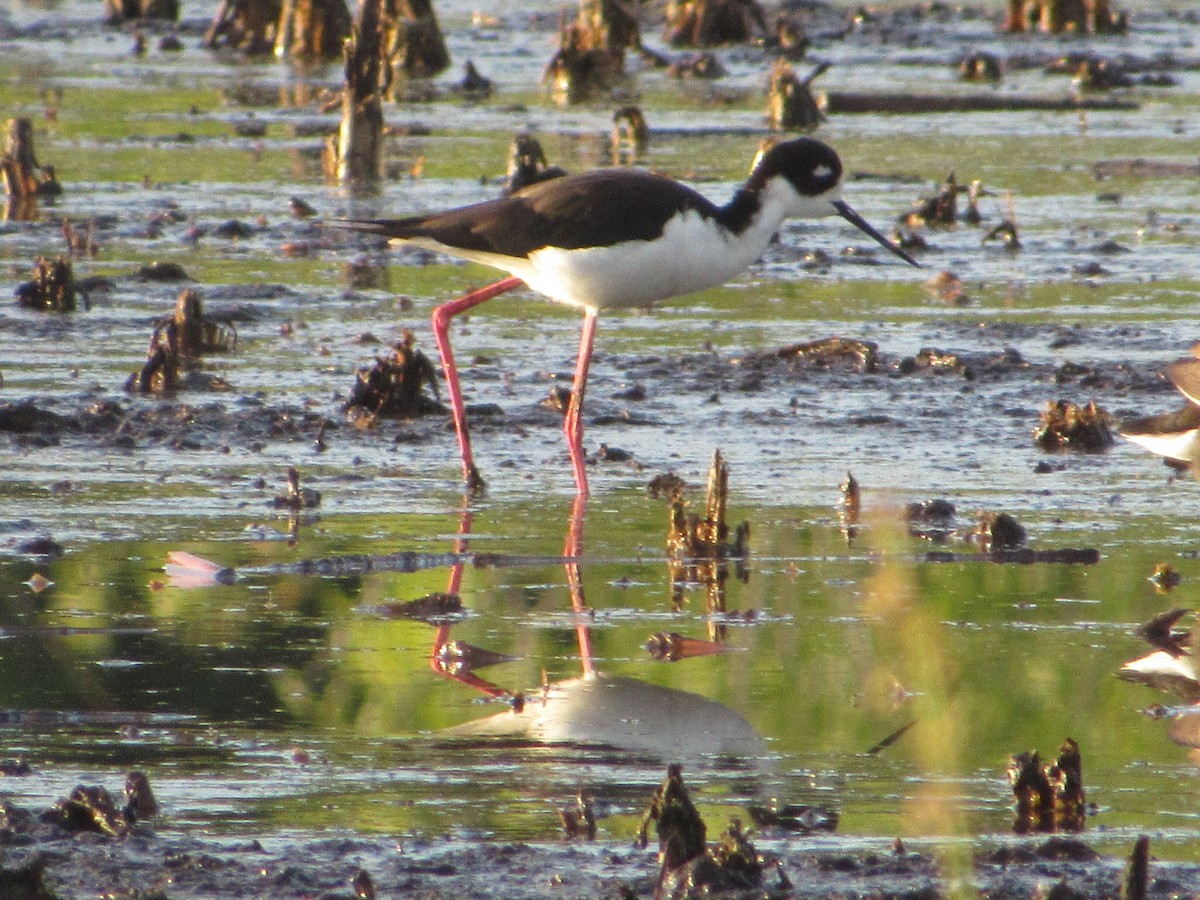 Black-necked Stilt - Jack Holley