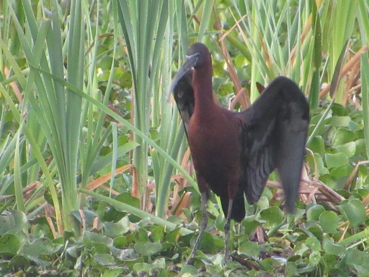 Glossy Ibis - Jack Holley