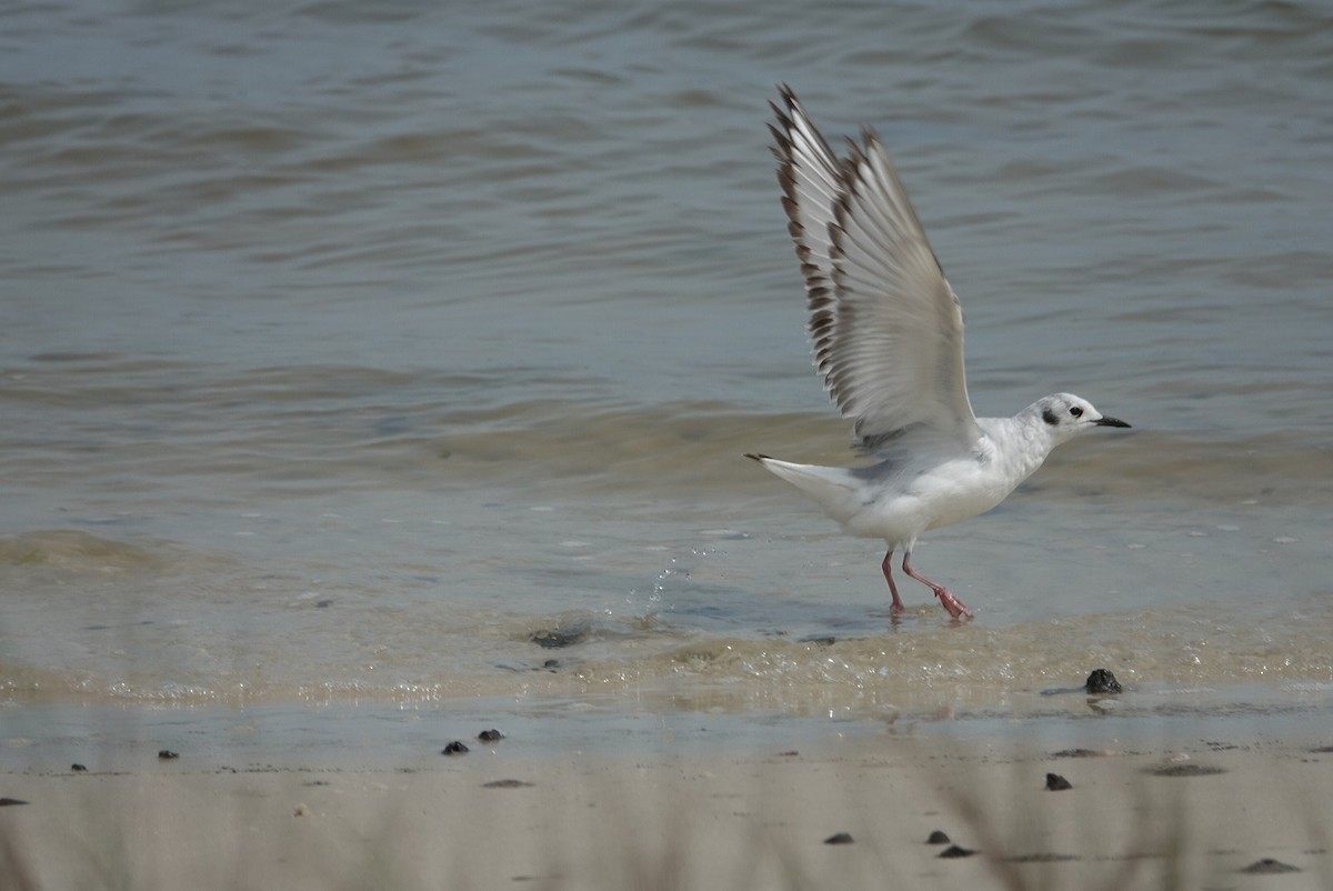 Bonaparte's Gull - ML617111173