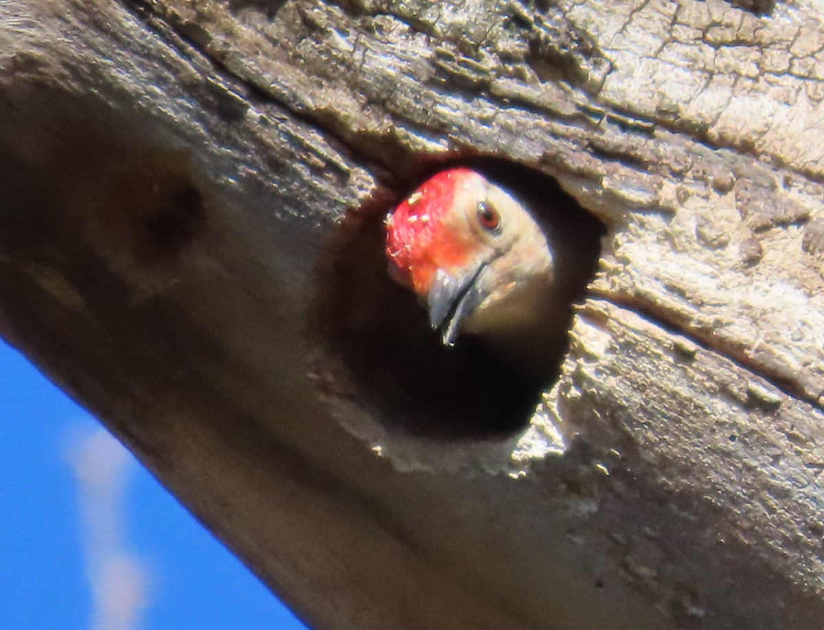 Red-bellied Woodpecker - ML617111187