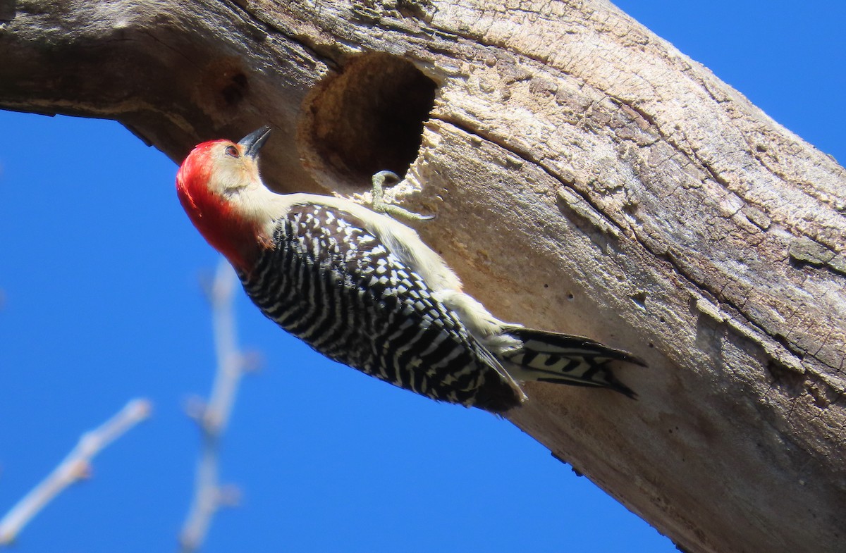 Red-bellied Woodpecker - ML617111188