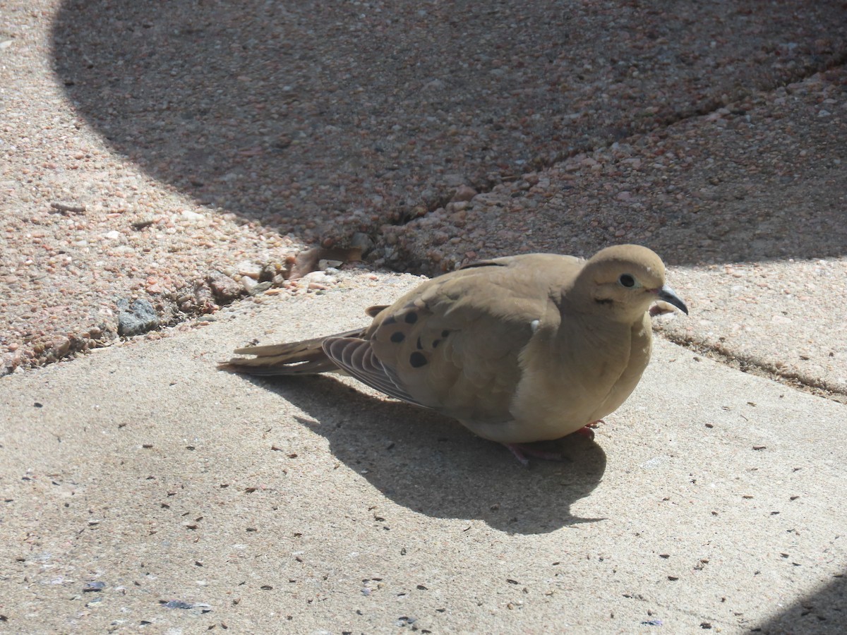 Mourning Dove - ML617111200