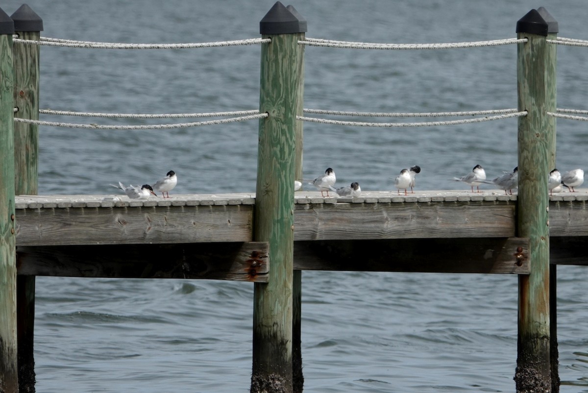 Forster's Tern - ML617111218