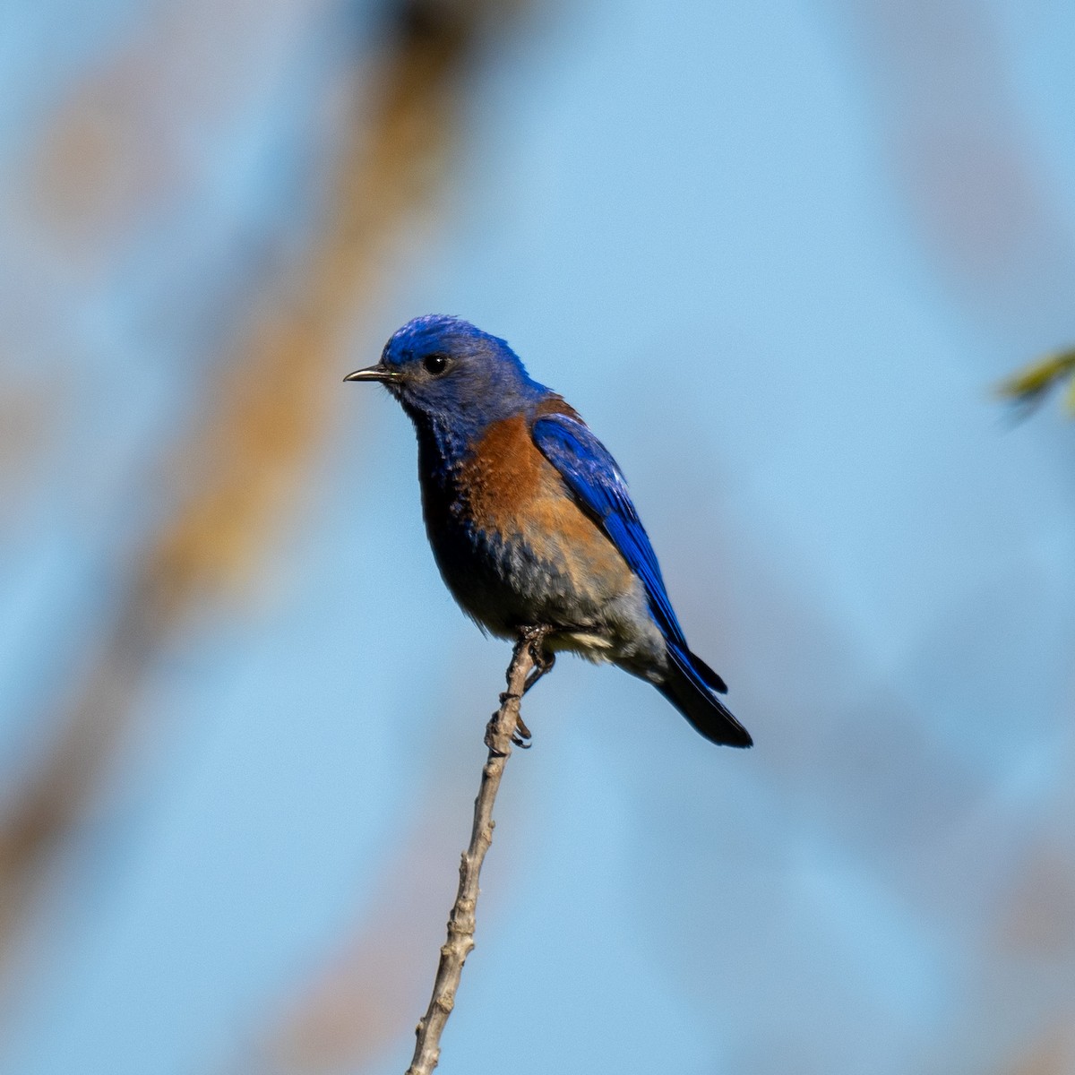 Western Bluebird - ML617111267