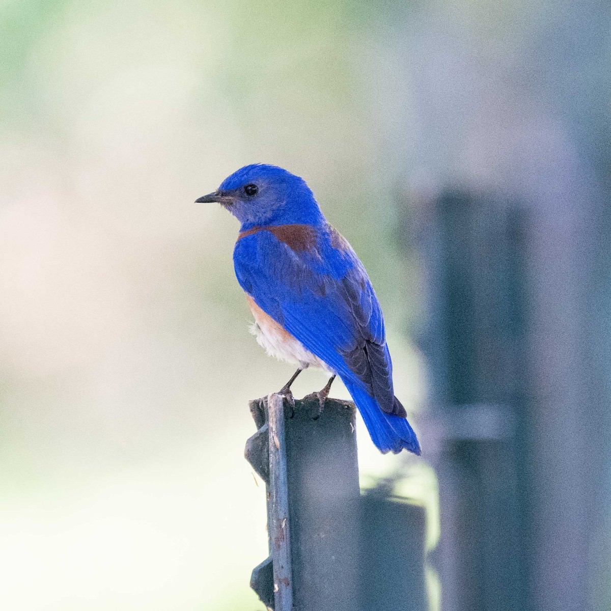 Western Bluebird - ML617111268