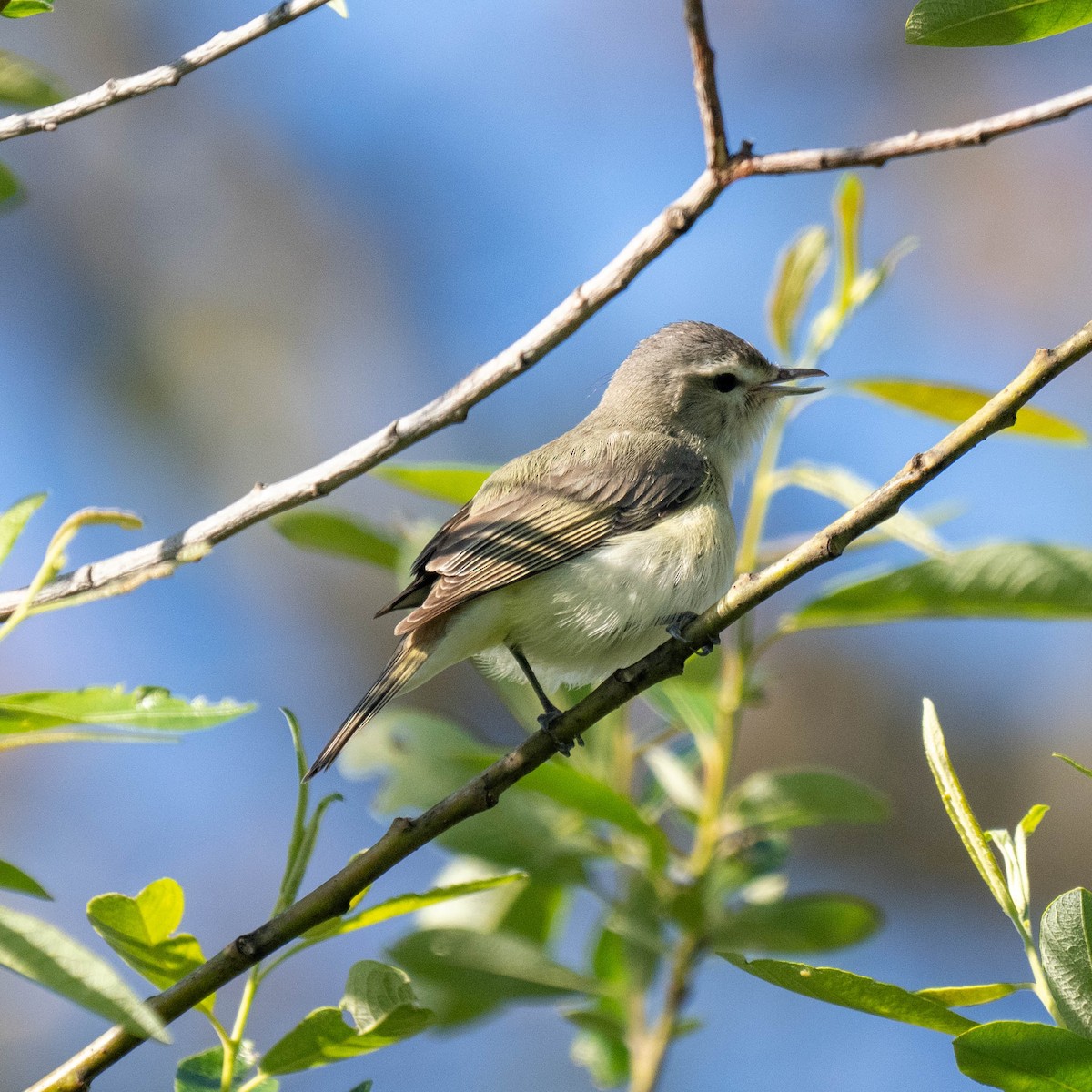 Warbling Vireo - John Hurley