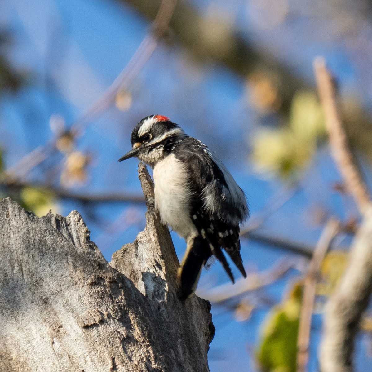 Downy Woodpecker - ML617111282