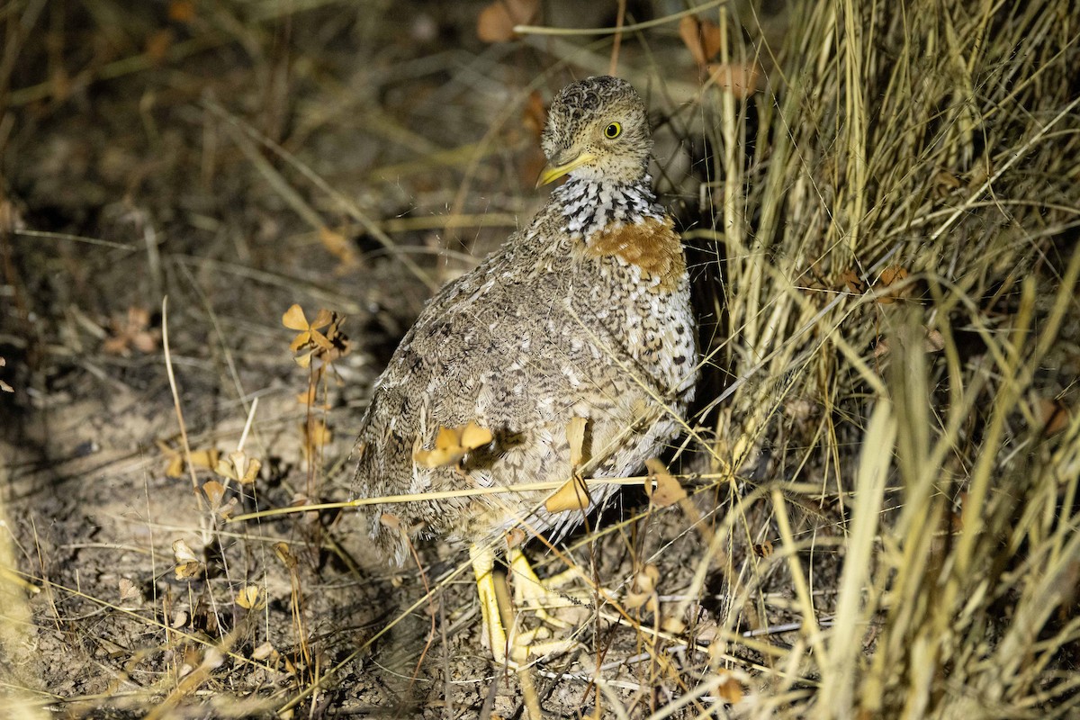 Plains-wanderer - Eric VanderWerf