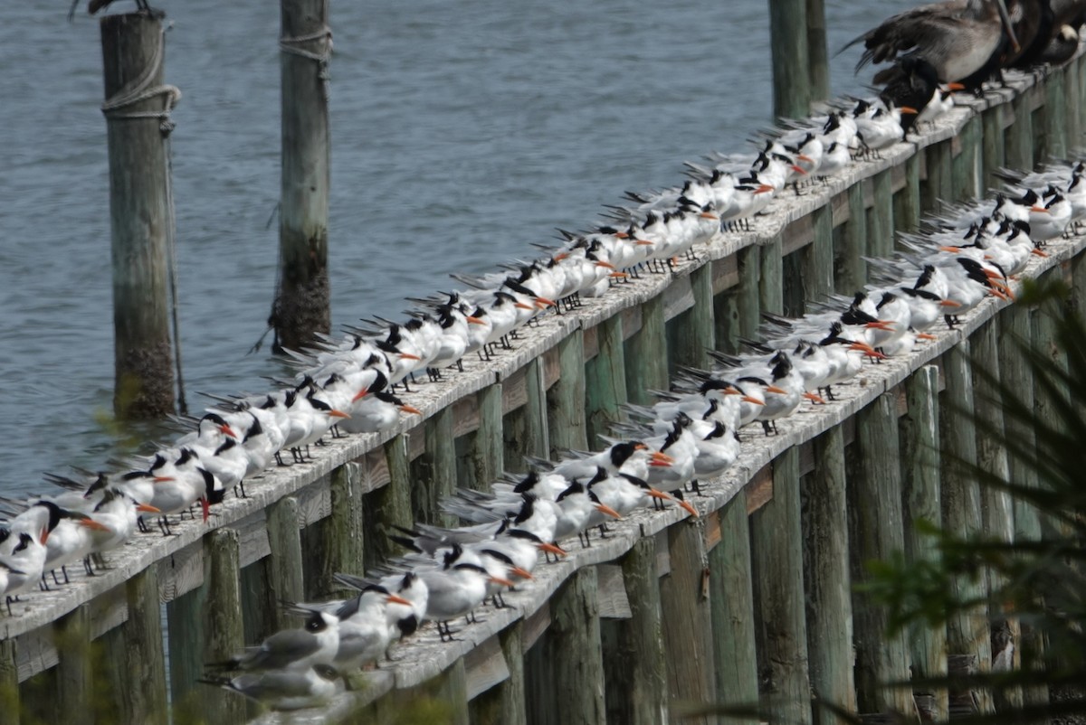 Royal Tern - ML617111292