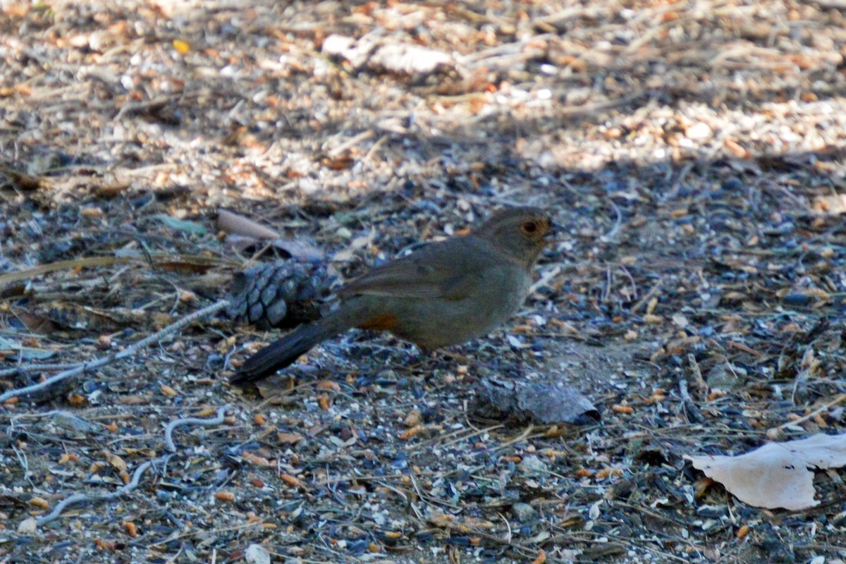 California Towhee - Jean-Francois Pratt