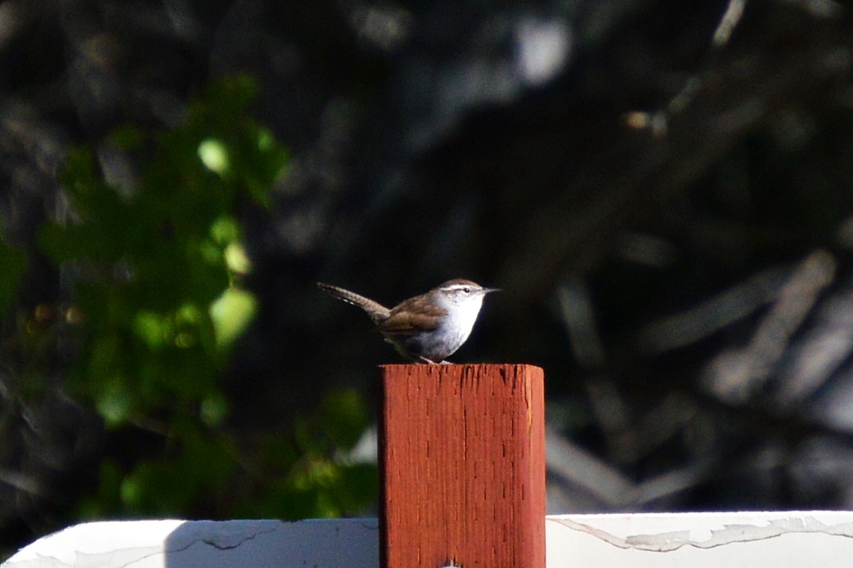 Bewick's Wren - ML617111340